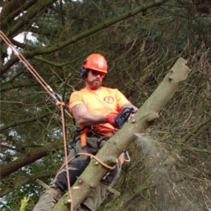 What You Should Know About Being a Tree Surgeon