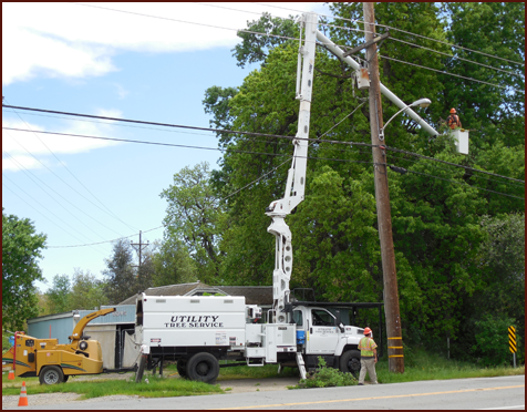 Things to Consider When Choosing a Tree Service Company