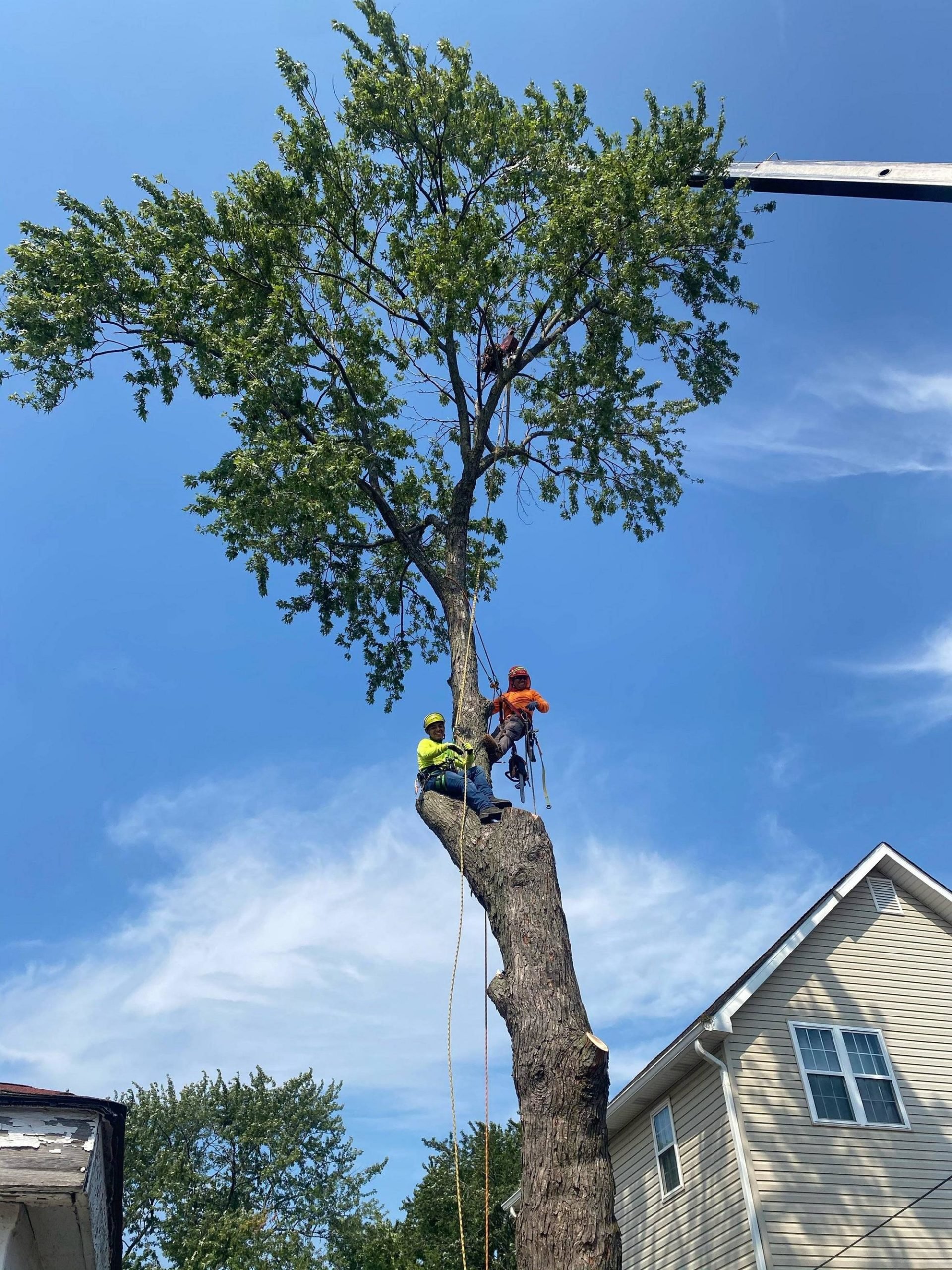 Rules and Regulations for Tree Removal