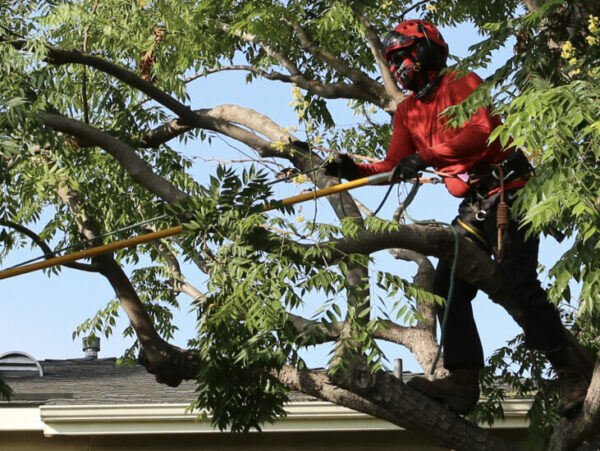 The Importance of Tree Pruning Professionals