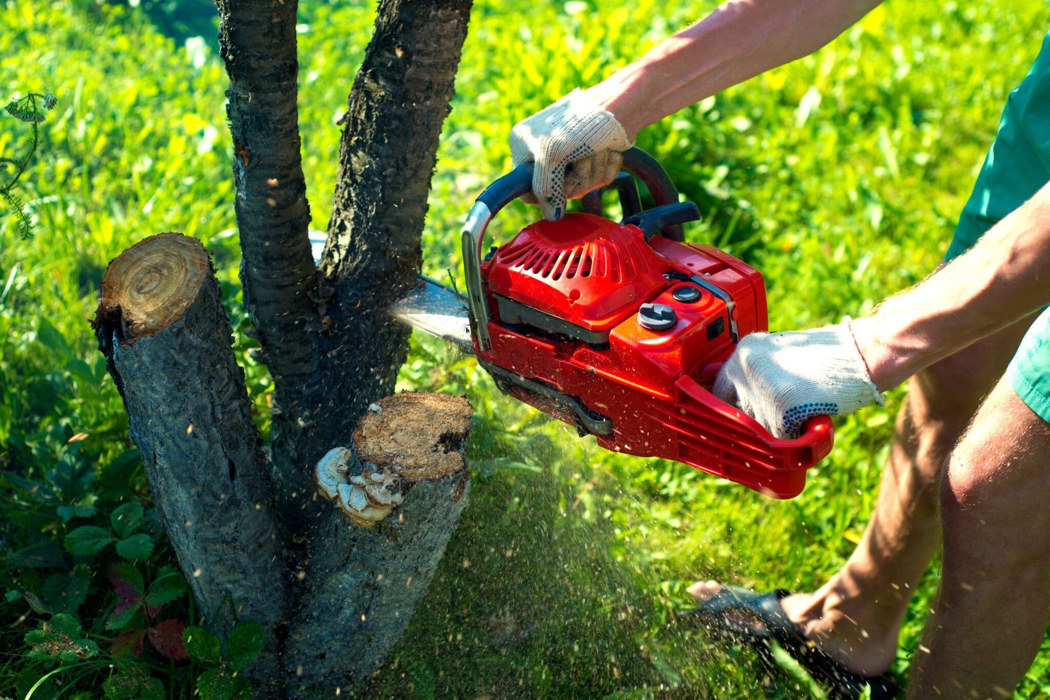 The Pros and Cons of Tree Removal