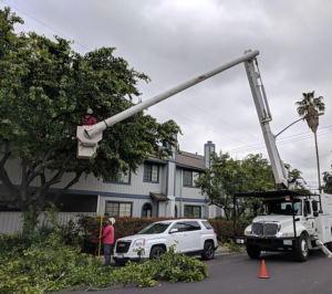 tree trimming redcliffe