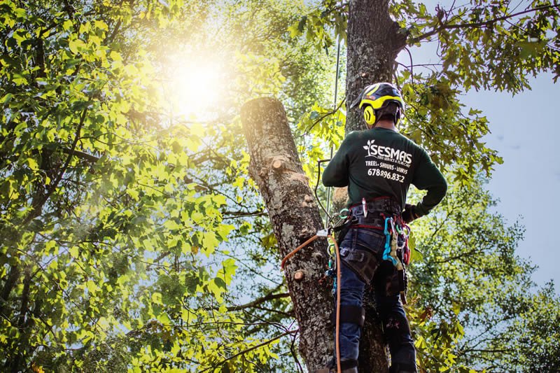 What to Look For in a Tree Service
