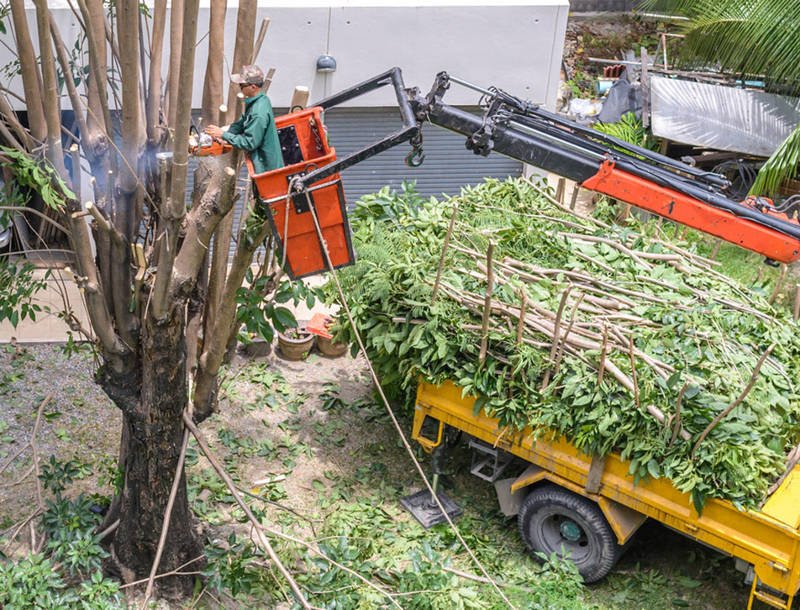 Choosing Tree Removal Experts